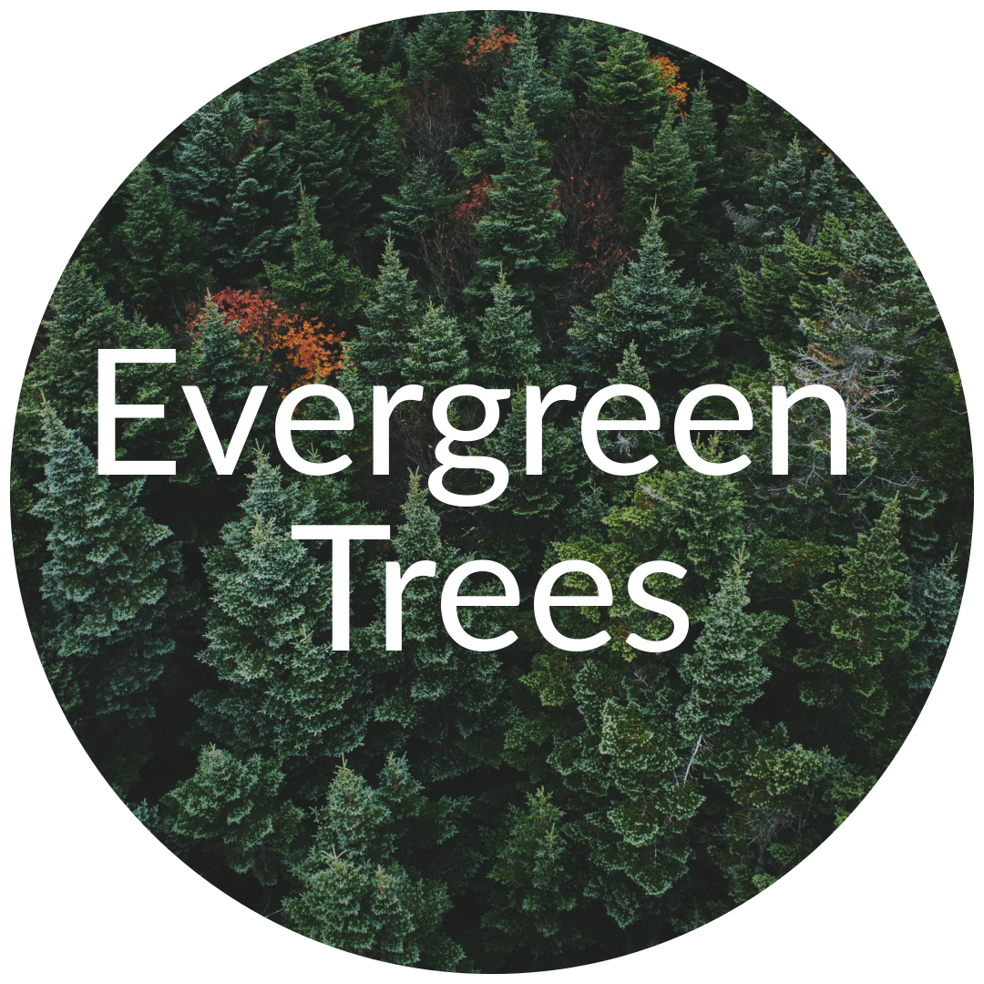 Evergreen Trees for Sale in Colorado