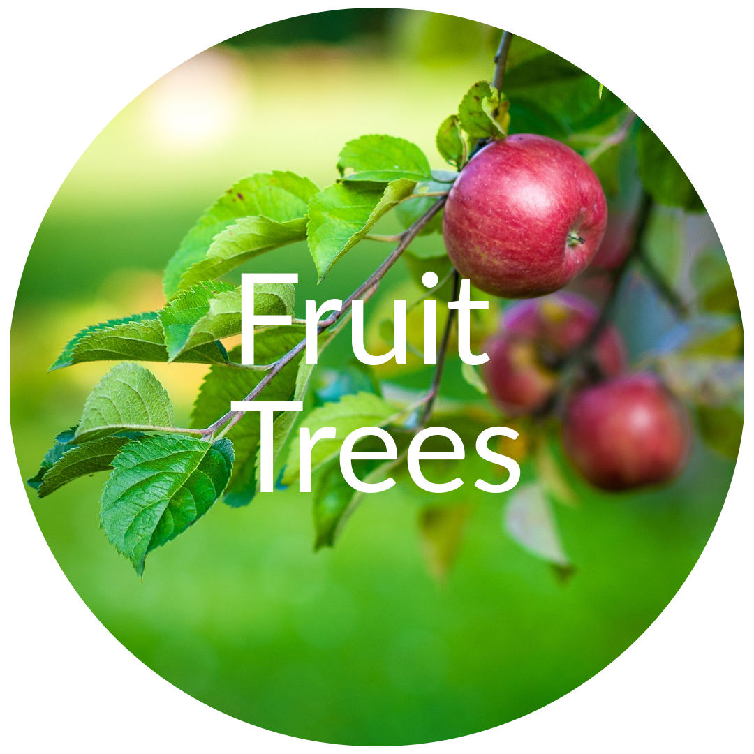 Fruit Trees for Sale Colorado
